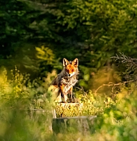 Kar yağışı ölümle burun buruna getirdi: Malatya'da yaban hayvanları için çağrı!