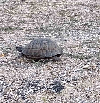 Malatya'da kaplumbağa için trafiği durdurdular! Yolun karşısına geçene kadar beklediler...