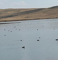 Karayazı Göleti'nde yaban ördekleri görsel şölen oluşturdu