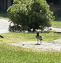Kargalar parkı mesken tuttu