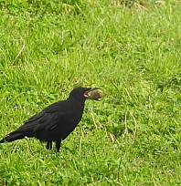 Kargaların unutkanlığı doğaya yaradı
