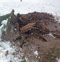 Ağaçlar karın ağırlığına dayanamadı