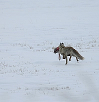 Karlı arazide tilki avlanırken görüntülendi