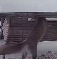 Karpuz ikramını beğenen tilki, birkaç gün sonra eşiyle geldi