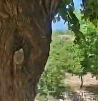 Malatya'da şaşırtan olay: Bahçesindeki ağacı arılara kaptırdı!