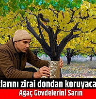 Kayısı ağaçlarını zirai dondan koruyacak yöntem! Ağaç Gövdelerini Sarın