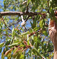 Kayısı bahçelerinde yeni dönem: Parsel parsel uygulanacak!
