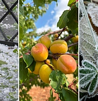 Kayısı, üzüm, buğday… Malatyalı üreticiden ihbar yağdı