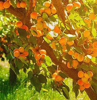 Kayısıda devrim! Verim artacak, görüntü değişecek