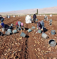 Kayısının yerini mi alıyor? 20 bin ton rekolte bekleniyor…