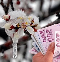 Kayısıya 45 milyon liralık ödeme!