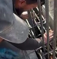 Kedi, dökülen betonun altında kalmaktan son anda kurtarıldı