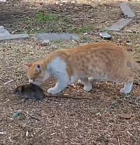 Kedi ile farenin dostluğu şaşırttı