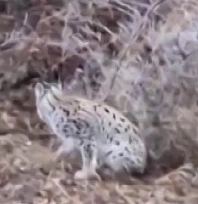 Kedi sanıp yaklaştı, gerçeği görünce gözlerine inanamadı!