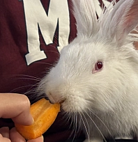 Kedinin ağzından kurtarılan tavşan kafenin maskotu oldu