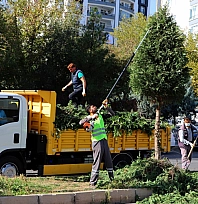 Kent genelinde ağaç budama çalışmaları başladı