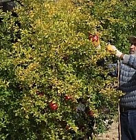 'Kırmızı Altın'da mesai başladı: Üretici umutlu