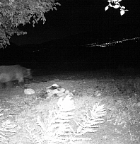 Kış uykusu ertelendi! Ayılar hâlâ dolaşıyor