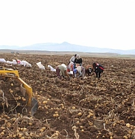 Kışlık patates hasadı devam ediyor