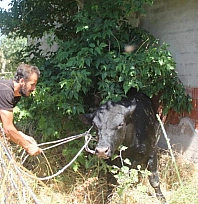 Kızgın boğa 2 saat boyunca herkesi peşinden koşturdu