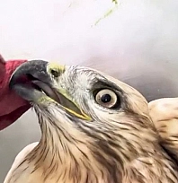 Kızıl şahin doğal yaşam alanına bırakıldı