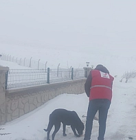 Kızılay ekipleri sahipsiz hayvanları unutmadı