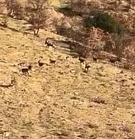 Koruma altındaki dağ keçileri görüntülendi