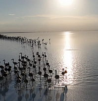 Kuraklık çanları çalıyor, Flamingolar artık gelmiyor