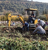 Kuraklık nedeniyle verimi yarı yarıya düştü! Son kez hasat yapıldı
