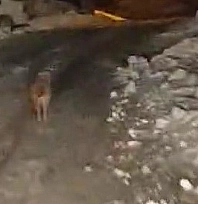 Kurt köy merkezine indi