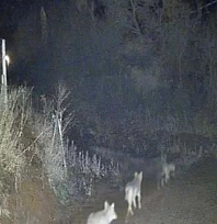 Kurtlar sürü halinde görüntülendi