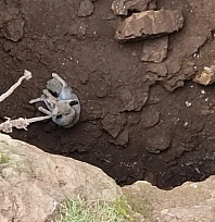 Kuyuya düşen tilkiyi gençler kurtardı