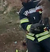 Lağım çukuruna düşen yavru köpekler kurtarıldı