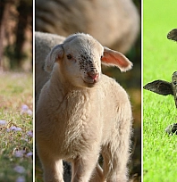 Liste askıya çıktı! Destekler İçin Son 2 Gün