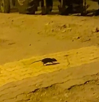 Mahalleyi lağım fareleri sardı!