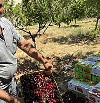 Malatya'da 1100 ton rekolte bekleniyor! İngilizler, Almanlar şimdiden sıraya girdi