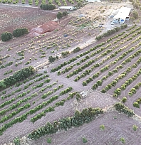 Malatya'da 150 dönümlük alanda yetiştirildi: Kilosu 600 TL'den satılıyor
