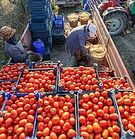 Malatya'da 2026 yılı salçalık domates fiyatları