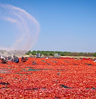 Malatya'da 350 dekarda üretiliyor, 50 dekarda kurutuluyor