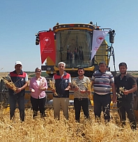Malatya'da 4 bin dekarlık alana ekilmişti! Hasadı yapıldı
