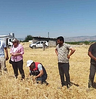 Malatya'da 500 ton nohut rekoltesi bekleniyor