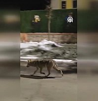 Malatya'da aç kalan kurt yerleşim alanına indi