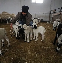 Malatya'da ahır ve ağıllara 'Sınıf' belgesi geliyor! Elindeki alet-edevatı komşusuyla paylaşan yandı