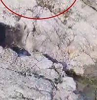 Malatya'da balıkçı ile kedinin diyaloğu gülümsetti: O anlar viral oldu!