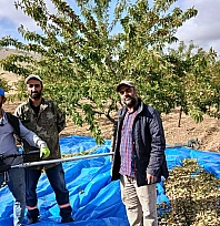 Malatya'da badem bereketi var, üreticinin gözü pazarda!