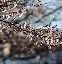 Malatya'da bahar havası etkili olacak: İlçelerde sıcaklıklar 9 dereceye kadar yükseliyor