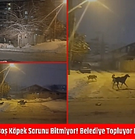 Malatya'da başı boş köpek sorunu bitmiyor! Belediye topluyor birileri bırakıyor…