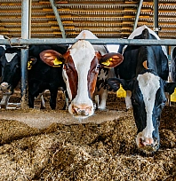 Malatya'da besi OTB'nin üstyapı çalışmaları sürüyor