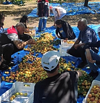 Malatya'da bir ilçede 'Sarı altın'ın hasadı başladı