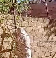 Malatya'da bir inşaatı aralılar bastı! Çalışanlar zor anlar yaşadı
